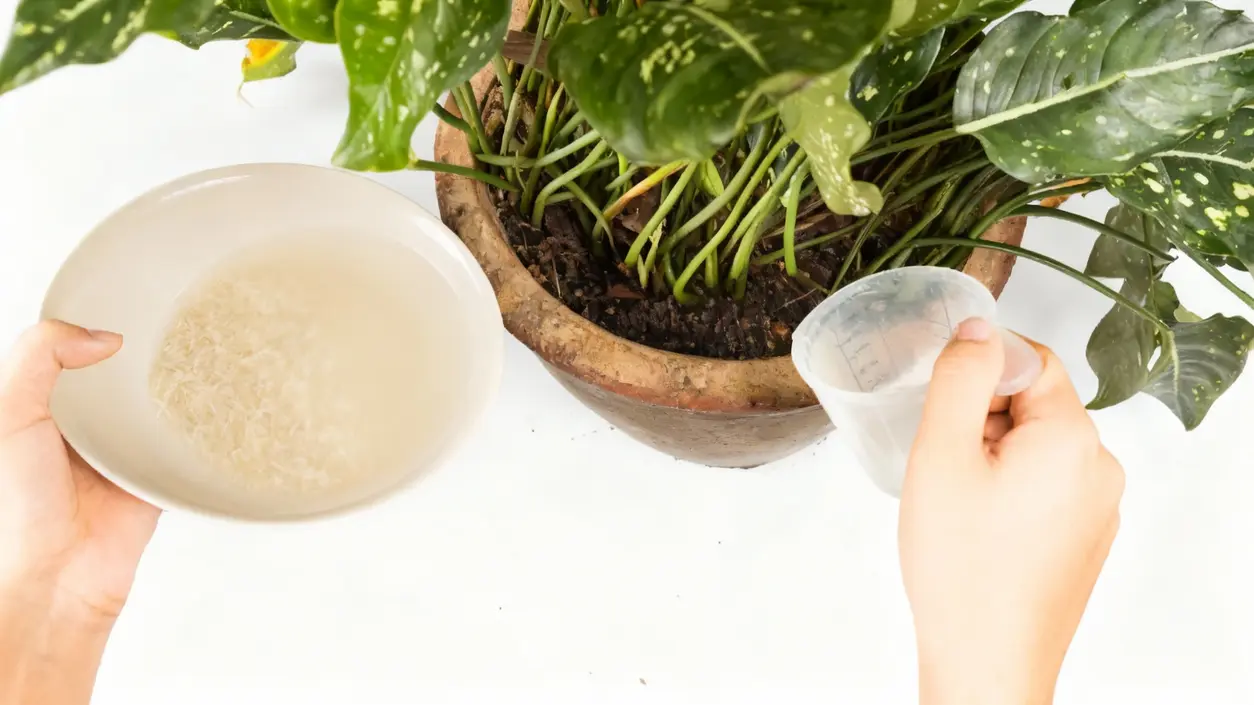 Mani versano acqua di cottura del riso in un vaso con pianta verde da appartamento
