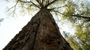Tronco di un albero visto dal basso in una foresta illuminata dalla luce solare