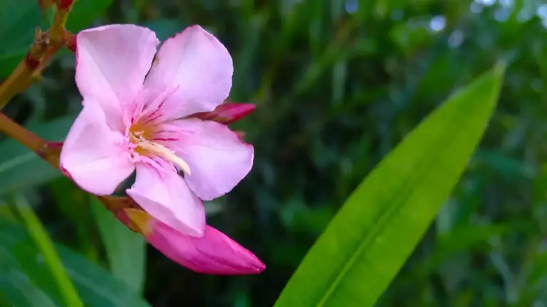 Fiore rosa di oleandro con foglie verdi sullo sfondo