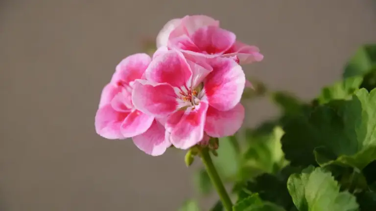 Fiori rosa di geranio in primo piano con foglie verdi sullo sfondo