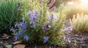 Pianta di rosmarino in fiore con un'ape su un fiore, in un giardino soleggiato.