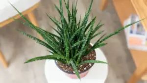 Pianta da appartamento con foglie verdi lunghe e strette in un vaso su un tavolino bianco