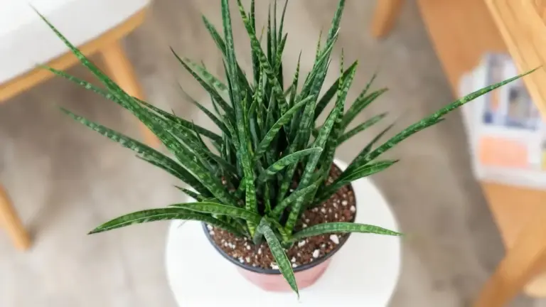 Pianta da appartamento con foglie verdi lunghe e strette in un vaso su un tavolino bianco