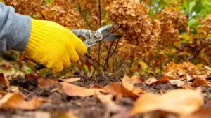 Mano con guanto giallo che pota un fiore secco in un giardino autunnale