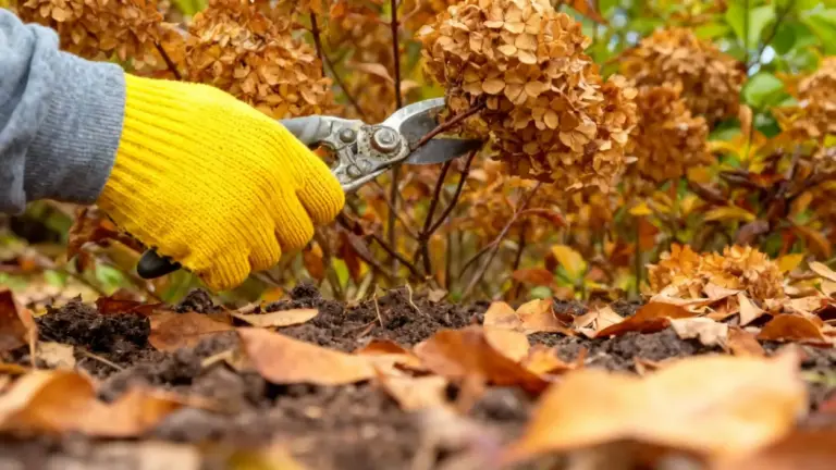 Mano con guanto giallo che pota un fiore secco in un giardino autunnale