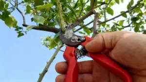 Mano che pota un ramo di limone con cesoie rosse sotto un cielo azzurro