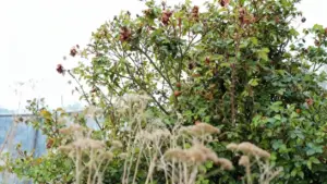 Cespuglio di rose con fiori secchi e foglie verdi in un giardino