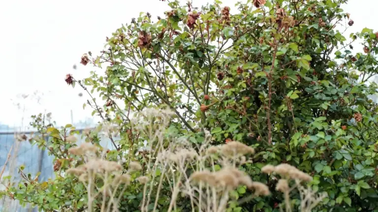 Cespuglio di rose con fiori secchi e foglie verdi in un giardino