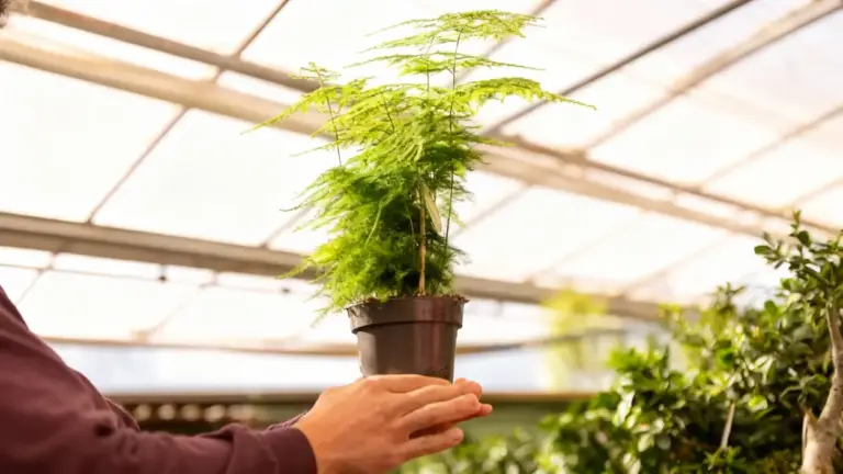 Persona che tiene un vaso con una pianta perenne in una serra luminosa