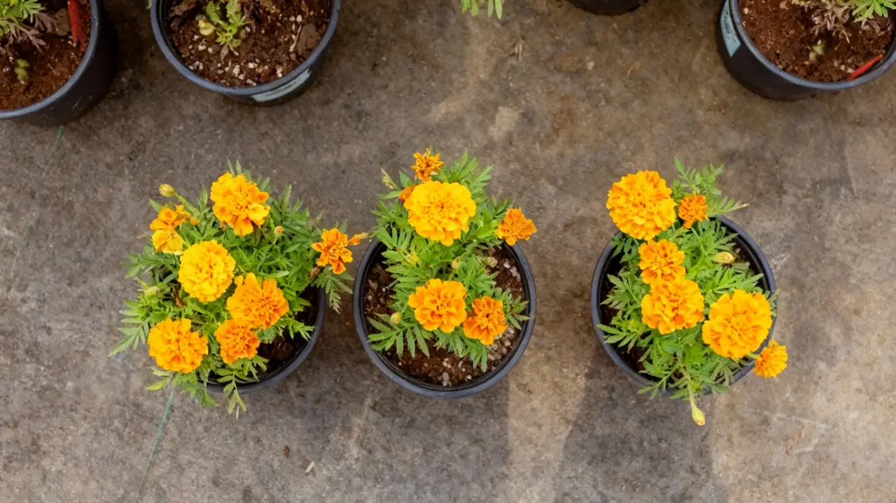 Vasi con fiori di tagete su una superficie di cemento