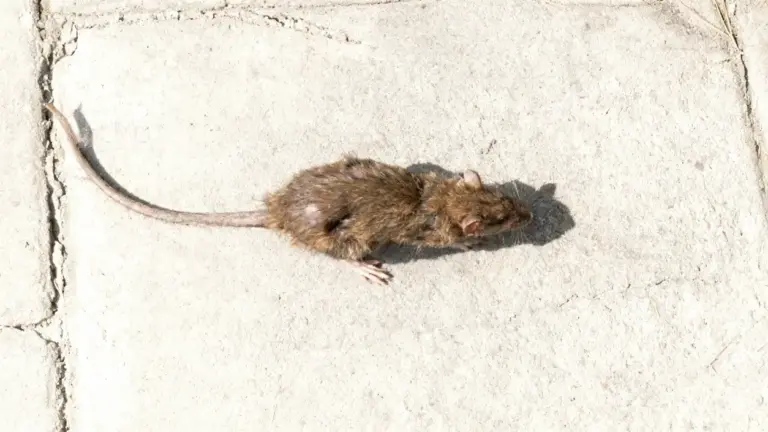 Topo marrone su pavimentazione chiara visto dall'alto