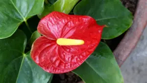 Fiore rosso di anthurium con spadice giallo in un vaso da interno