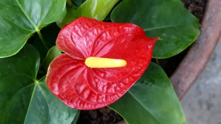 Fiore rosso di anthurium con spadice giallo in un vaso da interno