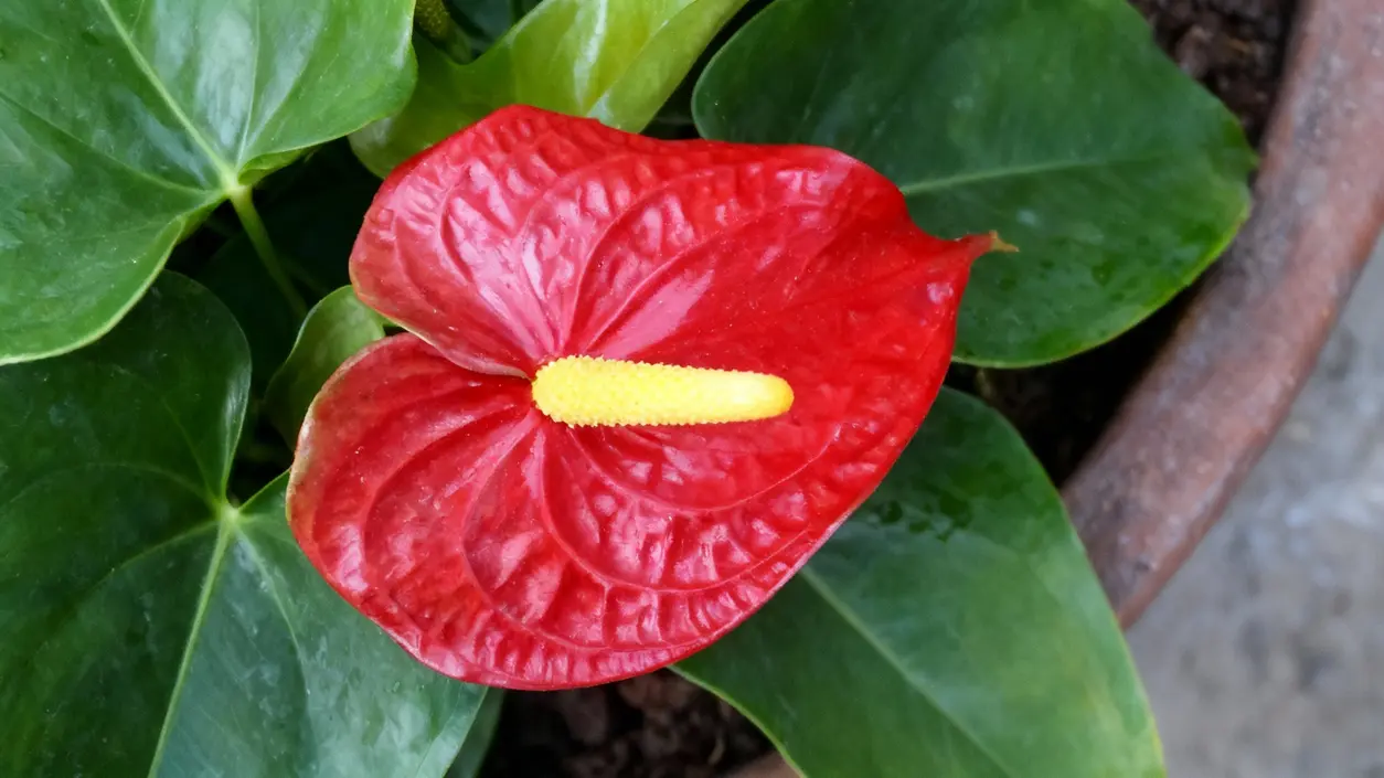 Fiore rosso di anthurium con spadice giallo in un vaso da interno
