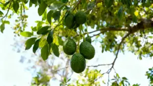 Frutti di avocado acerbi appesi a un ramo tra foglie verdi in giardino