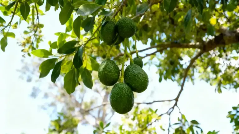 Frutti di avocado acerbi appesi a un ramo tra foglie verdi in giardino