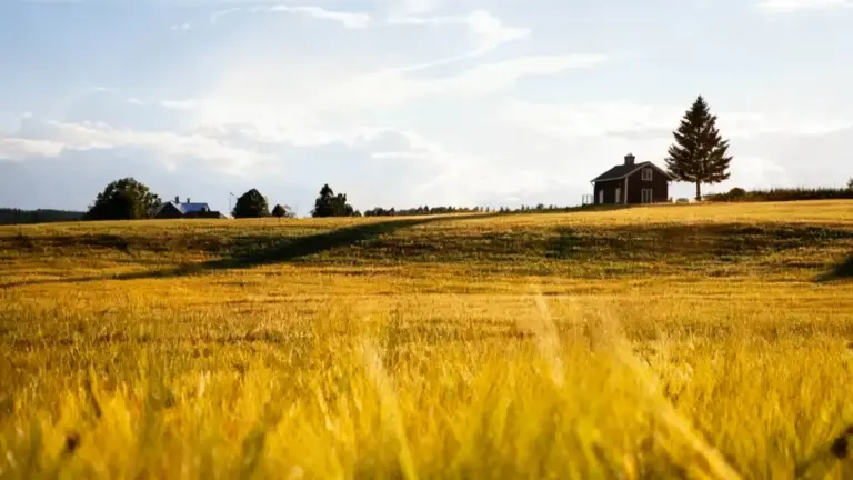 Campo di grano dorato con una casa isolata sull'orizzonte collinare