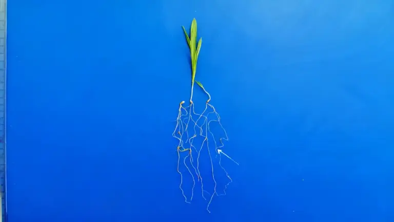 Pianta giovane con radici esposte su sfondo blu, utile per studiare il pH del terreno