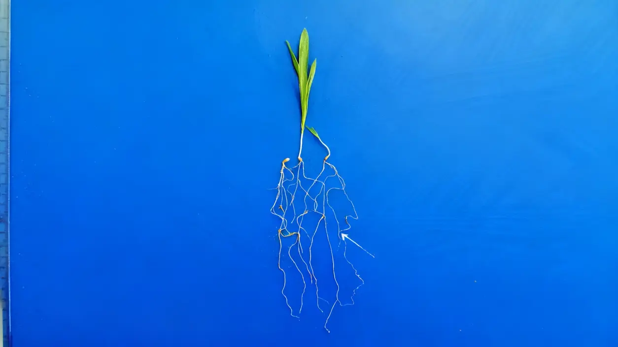 Pianta giovane con radici esposte su sfondo blu, utile per studiare il pH del terreno