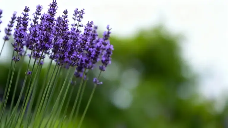 Fiori di lavanda in un giardino con sfondo verde sfocato