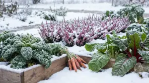 Orto invernale con ortaggi e piante resistenti coperti di neve