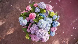 Ortensie dai colori rosa, blu, lilla e verdi viste dall’alto su sfondo in cemento