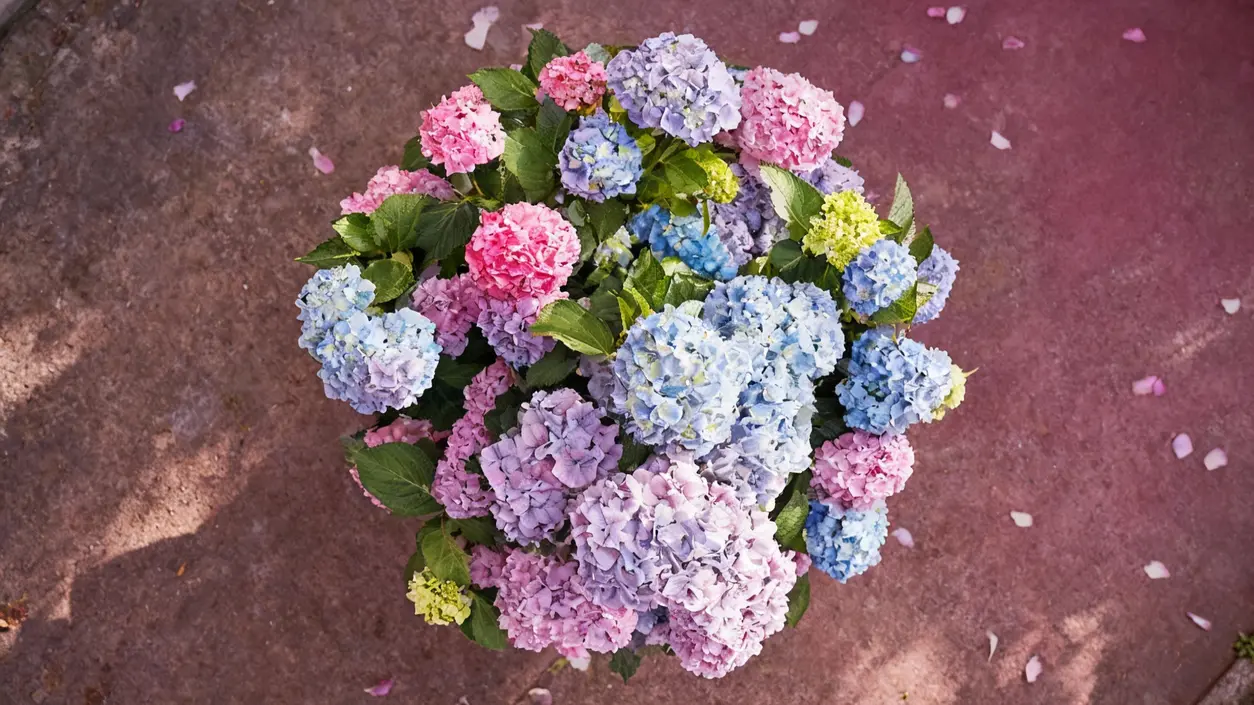 Ortensie dai colori rosa, blu, lilla e verdi viste dall’alto su sfondo in cemento
