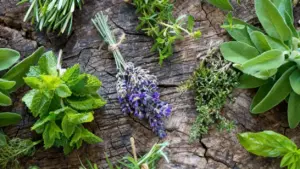 Varie erbe aromatiche fresche disposte su una superficie di legno