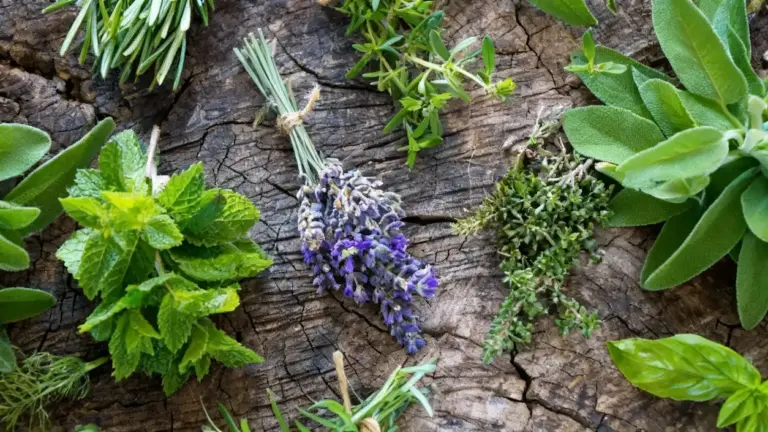 Varie erbe aromatiche fresche disposte su una superficie di legno