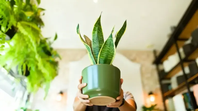 Persona che tiene in mano una pianta di sansevieria in un vaso verde