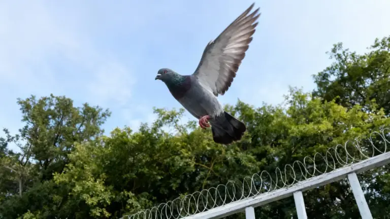 Piccione in volo sopra una recinzione con alberi sullo sfondo