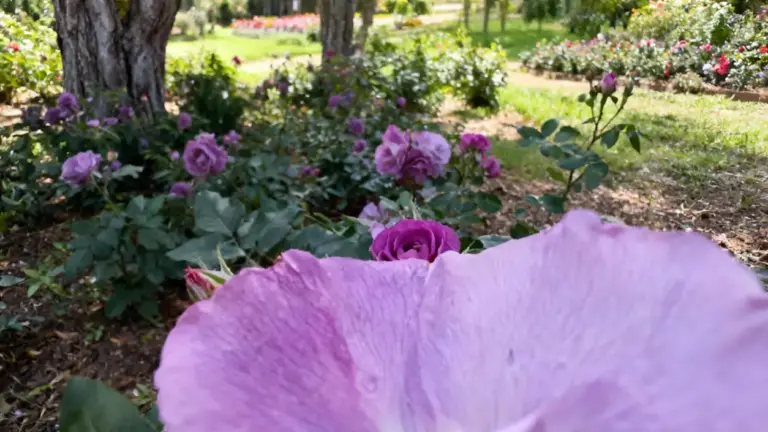 Rose violette in fiore in un giardino soleggiato con alberi e aiuole sullo sfondo