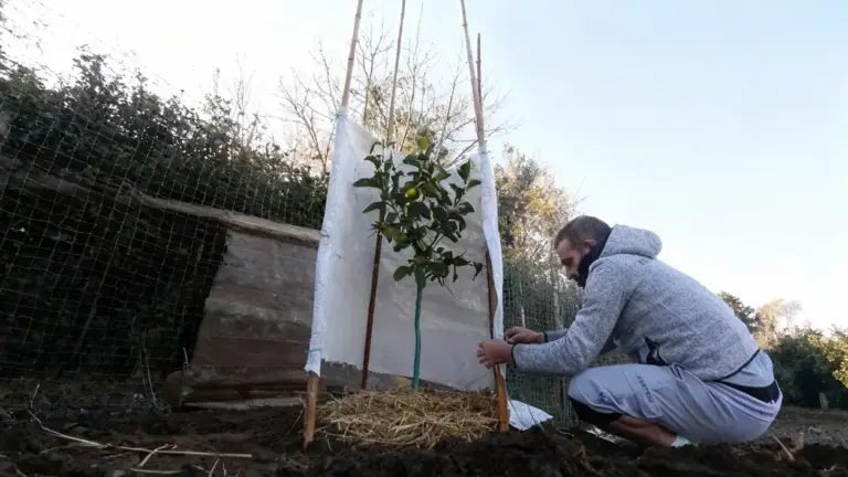 Persona che protegge una pianta di limone dal gelo con teli e paglia in un giardino