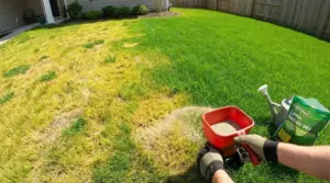 Mani con guanti che applicano semi su un prato ingiallito accanto a un prato verde