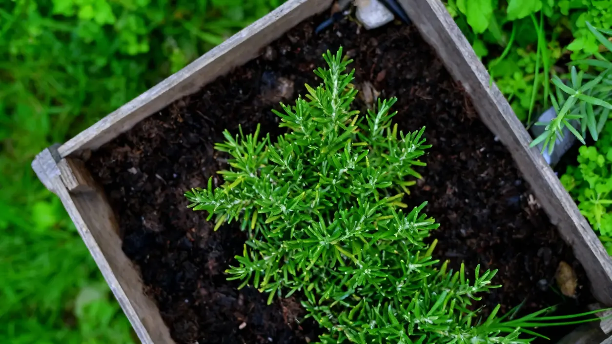 Pianta di rosmarino verde in una fioriera di legno vista dall'alto