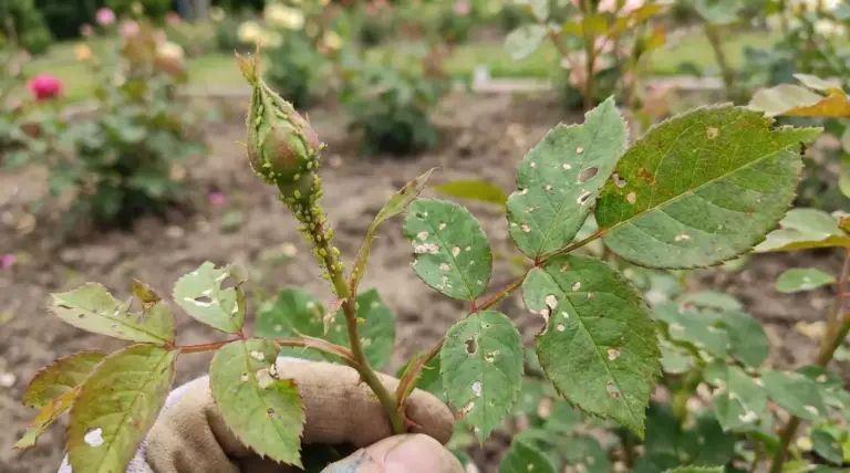 Germoglio di rosa infestato da afidi e foglie danneggiate da parassiti