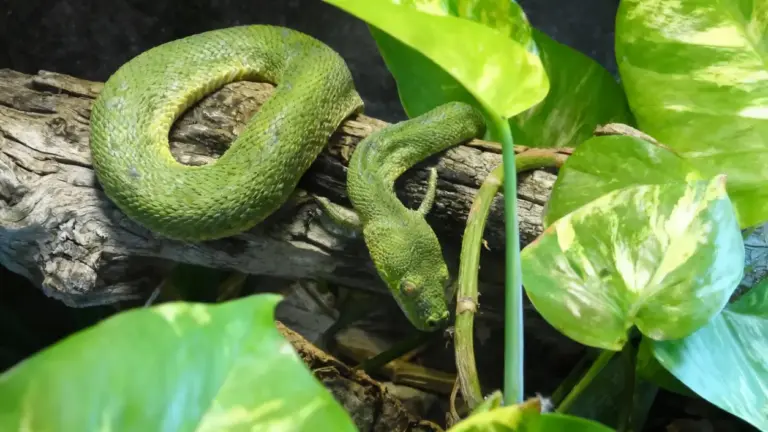Un serpente verde su un ramo circondato da foglie verdi in un ambiente naturale